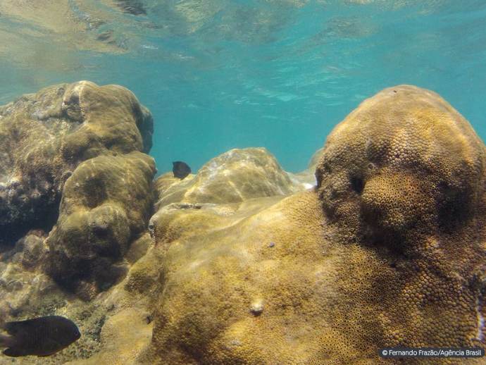 Mais de 70% de esp&eacute;cies amea&ccedil;adas buscam &Aacute;reas Marinhas Protegidas