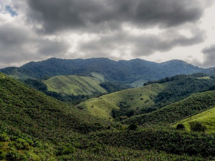 Opera&ccedil;&atilde;o contra o desmatamento da Mata Atl&acirc;ntica come&ccedil;a em 17 estados
