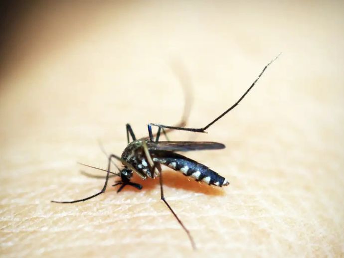 Opas emite alerta para risco de surtos de dengue 3 nas Am&eacute;ricas