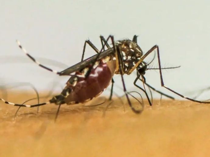 Brasil ultrapassa 1 milh&atilde;o de casos prov&aacute;veis de dengue em 2025