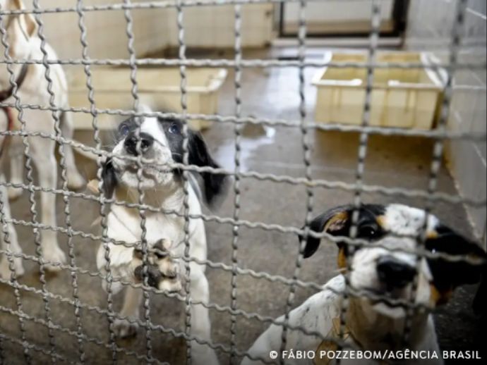 Projeto aprovado na C&acirc;mara pro&iacute;be uso de animais em testes cosm&eacute;ticos