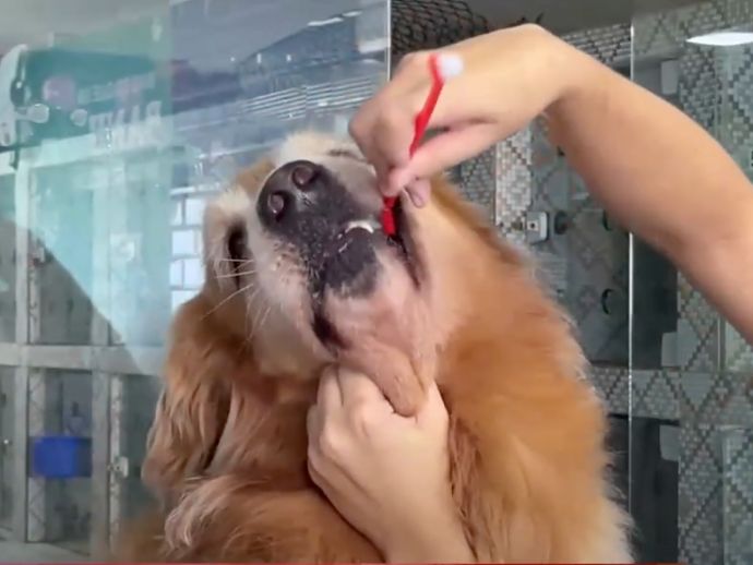 Veterin&aacute;ria alerta: pets precisam escovar os dentes todos os dias