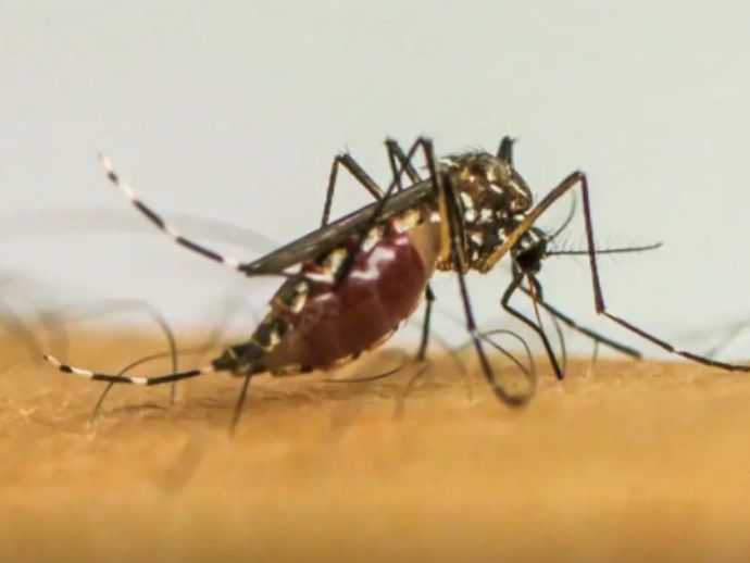 Infec&ccedil;&otilde;es por Aedes aegypti elevam risco de complica&ccedil;&otilde;es no parto
