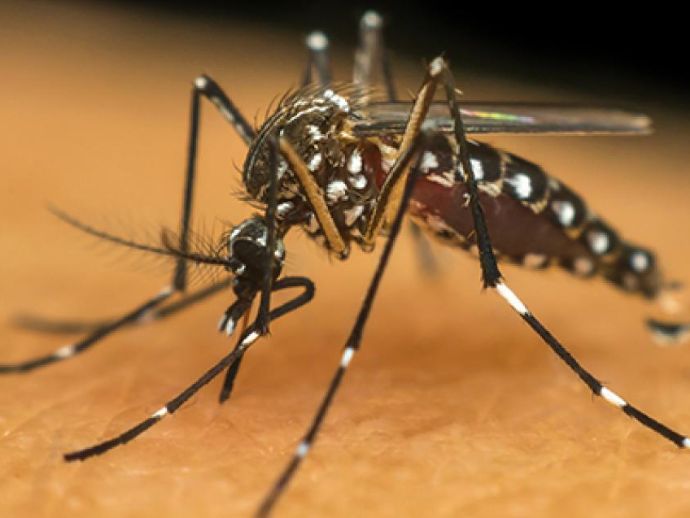 Sesau refor&ccedil;a alerta para preven&ccedil;&atilde;o da dengue, zika e chikungunya durante o Ver&atilde;o