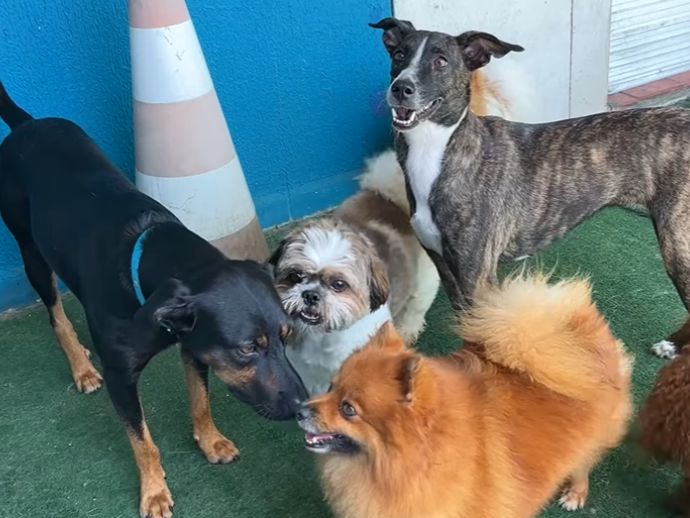  Saiba quais s&atilde;o os principais cuidados com os pets durante as festas de fim de ano