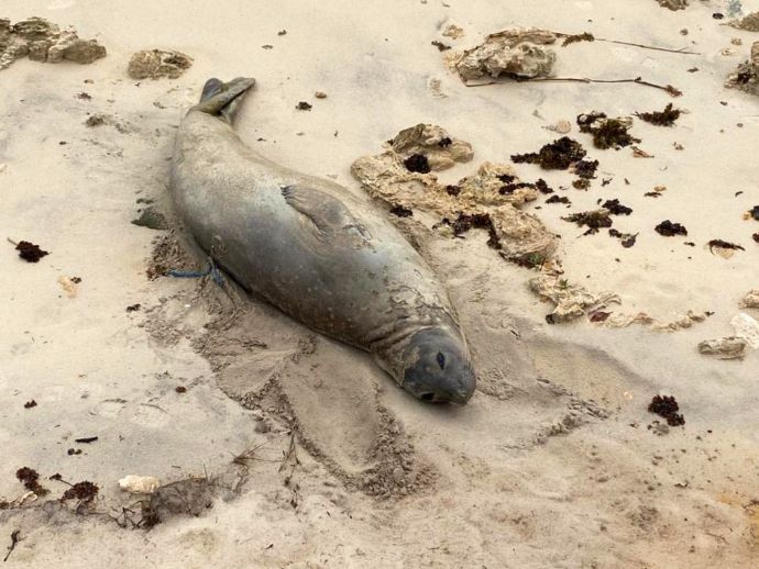 Laudo aponta traumatismo por a&ccedil;&atilde;o humana em elefante-marinho morto no Litoral Sul