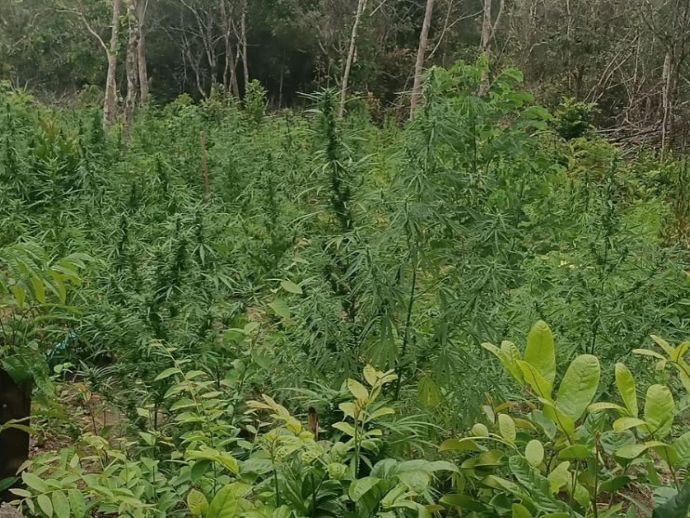 PF e PM destroem mais de 4 mil p&eacute;s de maconha e prendem dois suspeitos em Coruripe