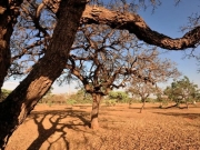 Dia do Meio Ambiente destaca a&ccedil;&otilde;es de enfrentamento &agrave; desertifica&ccedil;&atilde;o