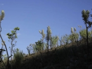 Dia do Cerrado: bioma &eacute; o segundo mais amea&ccedil;ado no pa&iacute;s