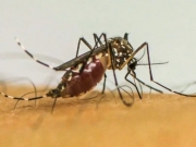 Brasil ultrapassa 1 milh&atilde;o de casos prov&aacute;veis de dengue em 2025