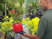 Plantas como terapia: contato com o verde melhora sa&uacute;de mental e bem-estar