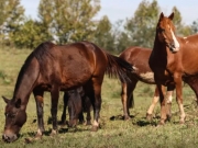 Ra&ccedil;&atilde;o contaminada mata 245 equinos em quatro estados
