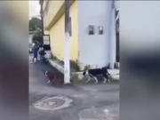 Tutor de c&atilde;o agressivo pode responder por les&atilde;o, maus-tratos e at&eacute; homic&iacute;dio, alerta advogado