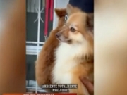 Mulher denuncia abuso de autoridade ap&oacute;s resgate de animais em situa&ccedil;&atilde;o de maus-tratos em Macei&oacute;