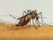 Infec&ccedil;&otilde;es por Aedes aegypti elevam risco de complica&ccedil;&otilde;es no parto