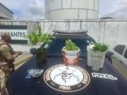 Pol&iacute;cia apreende mais de cinco quilos de drogas e prende suspeito em Macei&oacute;